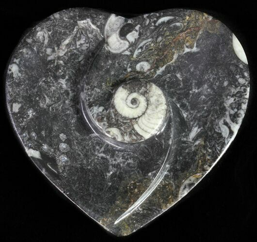 Heart Shaped Fossil Goniatite Dish #61288